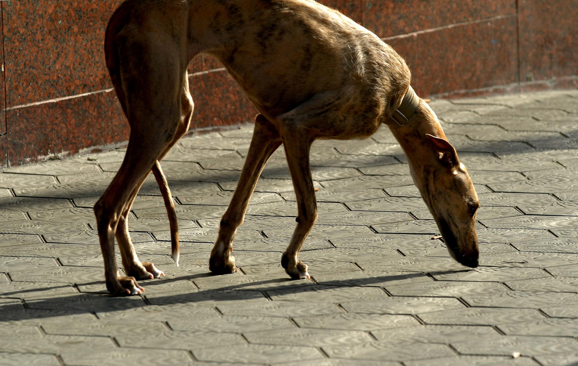 Mientras galería coronavirus - 6